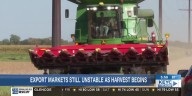 Harvest season begins as export markets remain in doubt