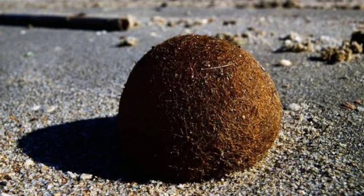 Qué son las "pelotas de Neptuno" cargadas de plásticos que aparecen en las playas