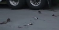 Harvey & Sons slapped with hefty fine for trash fire that sparked New Bedford rat invasion, rampage