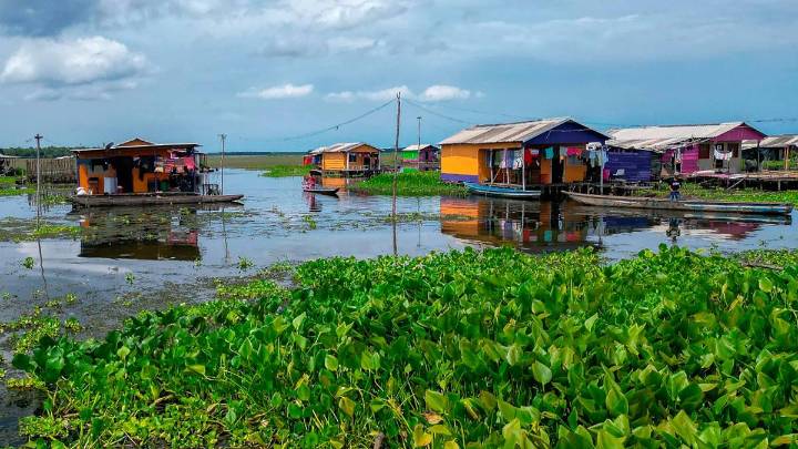 Palafitos de Santa Marta enfrentan crisis por invasión acuática