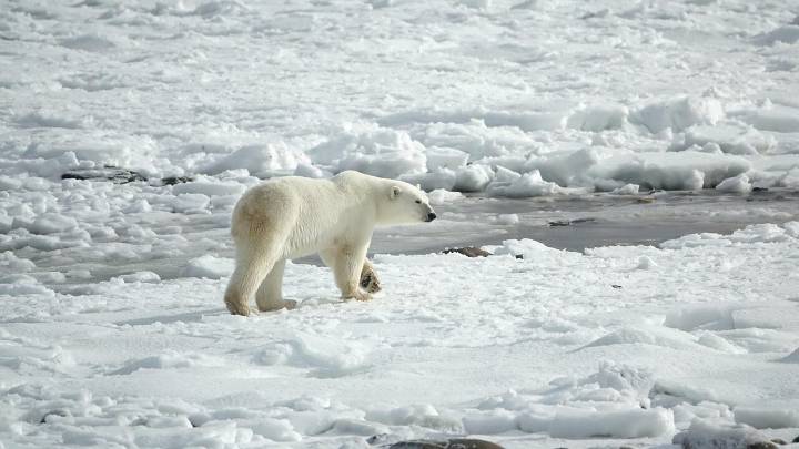 Bargain-Hungry Shoppers Flock to the Wrong Hudson Bay