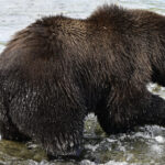 What to know about Fat Bear Week, a competition to be the chonkiest brown bear