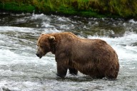 Alaska’s Fat Bear Week kicks off with online voting to crown winner