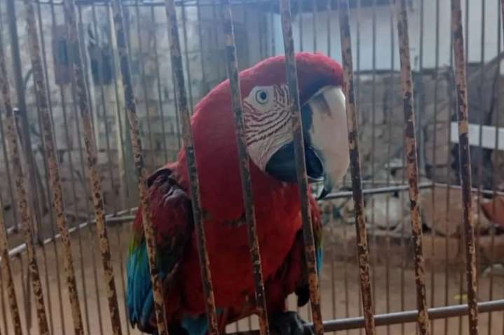 VIDEO | Guacamaya sobrevivió a explosión en fábrica de fuegos artificiales de Maracaibo  #17Sep
