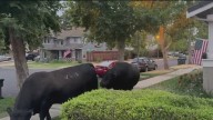 Escaped bulls make their way into KTVU's Roberta Gonzales' East Bay front yard