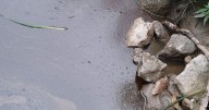 Expedite test results on recurring sludgy discharges into Welland River: Gates
