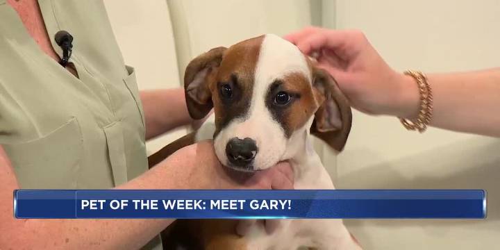 Pet of the Week: Meet Gary!