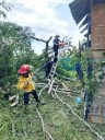Árbol de gran tamaño cae sobre vivienda en la colonia Rancho Nacar, en Puerto Vallarta
