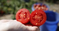 Scots gardeners with tomatoes urged to do this one thing before Saturday