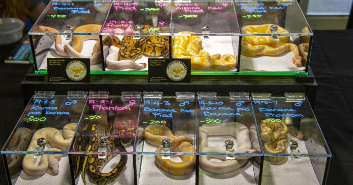 West Hollywood to become first in L.A. County to ban pet sales