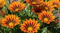 Las tres flores para sembrar en octubre y llenar de color el jardín en verano