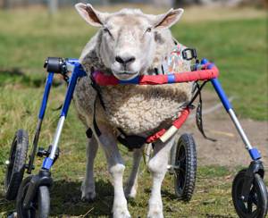 Rescued sheep relearns to walk thanks to wheelchair