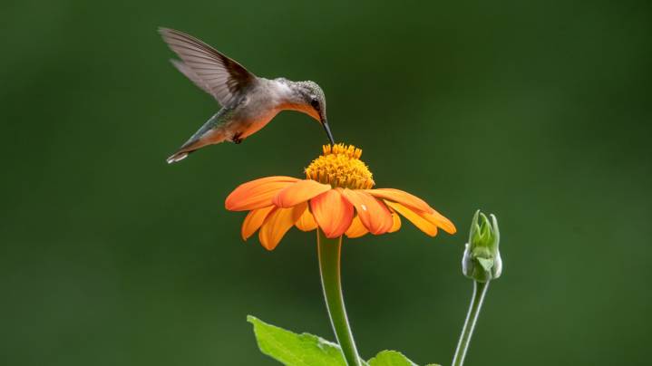 The Heavenly-Smelling Flower You Should Plant To Attract More Hummingbirds