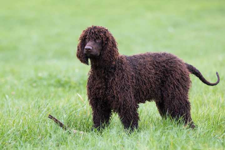 The not-so-ugly duckling: What to know about the quirky Irish water spaniel