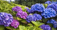 UK households with hydrangeas in gardens told to carry out one vital task this September