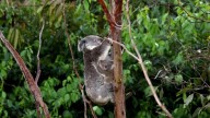 Australia approves vaccine to protect koalas from chlamydia