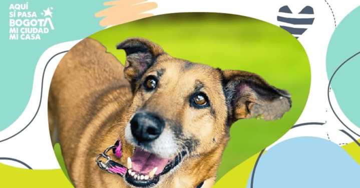 Perros y gatos esperan tu hogar: jornada de adopción en la Plaza Rosa del Theatron