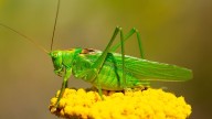 Grasshopper vs. Cricket Sounds, Anatomy, and Habitats