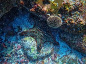 Asking Eric: Injured starfish causes rift between employees at aquarium