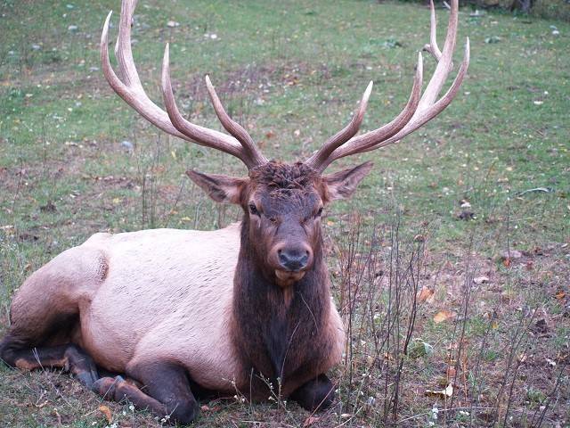 Elk designated as Otsego County’s official wildlife mascot