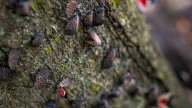 So many spotted lanternflies are out right now, they're on radar