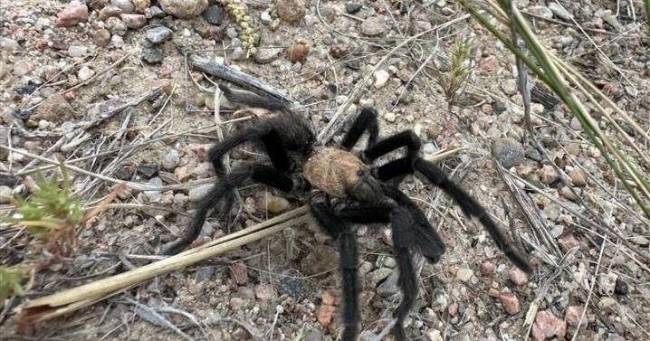 Tarantula Festival in La Junta: What to know before you go