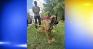 Community donations bring new K9 to Coos Bay Police Department