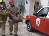 Venado se introduce en zona habitacional de Oaxaca