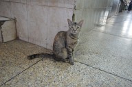 AVISA: La sobrepoblación de gatos se puede controlar con jornadas de esterilización masiva
