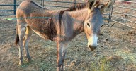 Donkey recovering after latest arrow attack on wild burros in California