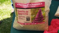 Edomex impulsa cultivo de amaranto con concurso y plan integral