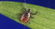 Unproven Lyme disease tests and treatments are proliferating