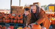 10 farms in Scotland you can pick your own pumpkins this Halloween season