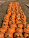 ‘There’s something strange in the pumpkin fields.’ Drought & heat frightening farmers