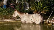 Horse rescued from swimming pool in Northeast Florida 