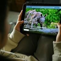 How did an Indian zoo get the world's most endangered great ape?