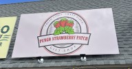 Pungo residents welcome new strawberry