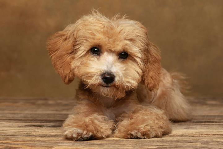Puppy Dies from 'Severe Blood Loss' After Mauling Death by Multiple Dogs