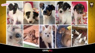 Los 11 del Albacete Balompié con Amparanimals