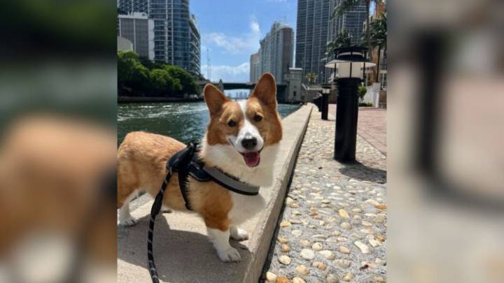 Florida Mom Went To Groom The Daughter's Dog As A Favor, But It Left Her In Tears Instead