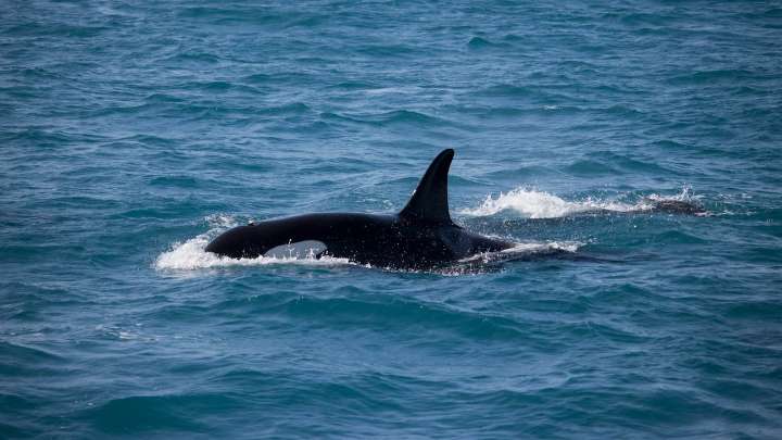 Así vivió un grupo de jóvenes en la costa de Lisboa el ataque de orcas a su velero: "Les echamos vinagre"
