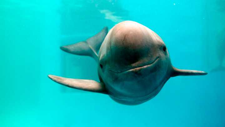 Día Internacional de la Vaquita Marina: una especie al borde, una responsabilidad compartida