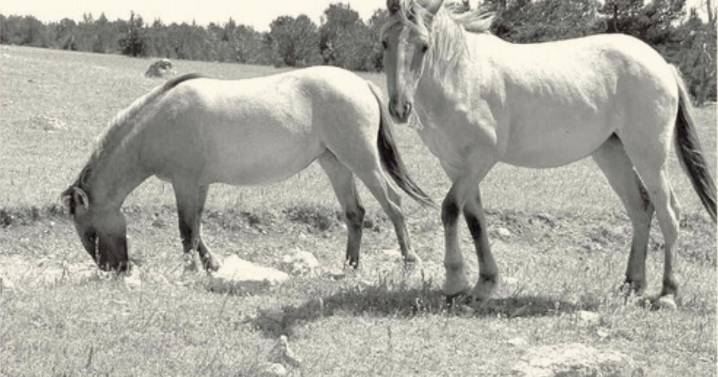 Decades of cooperation threatened: Mustang Center concerned about Pryor Mountain horse management plan