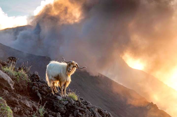 Stromboli is at war with goats