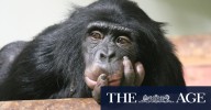 Chimpanzees consume equivalent of about two beers a day, study finds