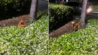 California Rescuers Save Terrified Pup After She Spent Three Lonely Nights In A Park