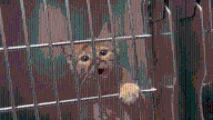 Saratoga County moves forward with animal abuse registry