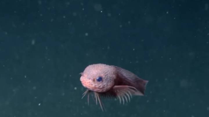 Newly discovered species spotted swimming by underwater camera