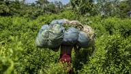EE.UU. descertifica a Colombia por primera vez en tres décadas: ¿y ahora qué?