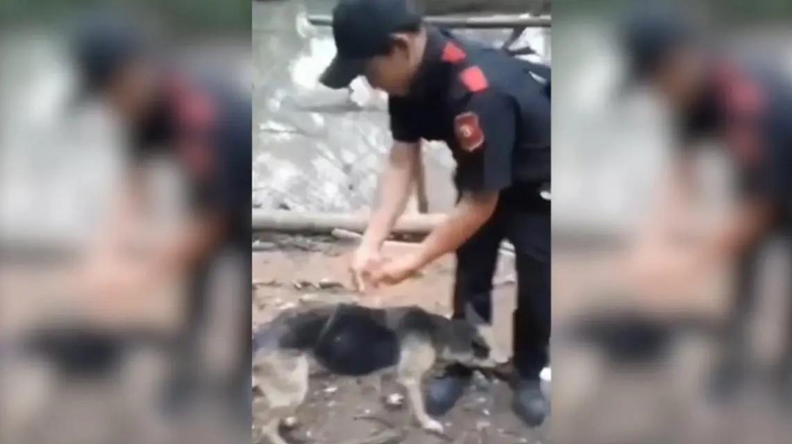 Indignación en Honduras: guardia lanza a un perrito a un estanque con cocodrilos